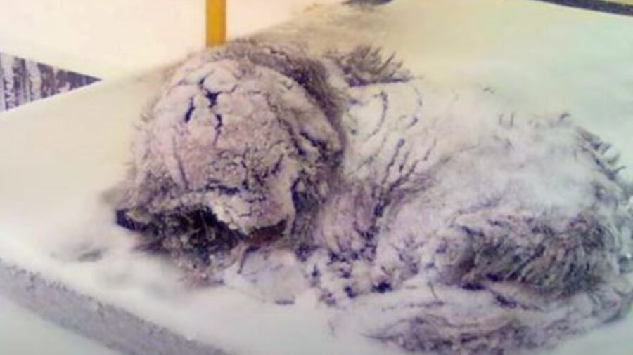 un cane coperto di neve