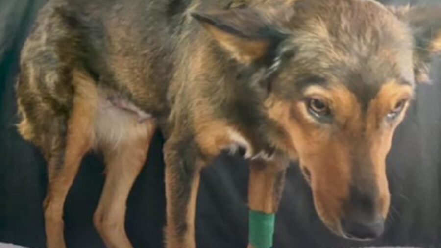 una cagnolina in clinica