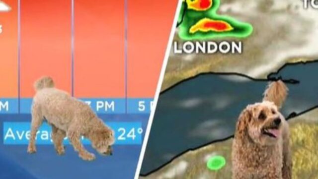 Per 15 minuti questo cane ha “preso possesso” del meteo: si è guadagnato la sua celebrità