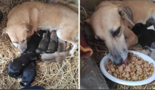 L’hanno trovata nascosta in un presepe: la mamma cagnolina ha cercato un luogo sicuro per sé e per i suoi cuccioli