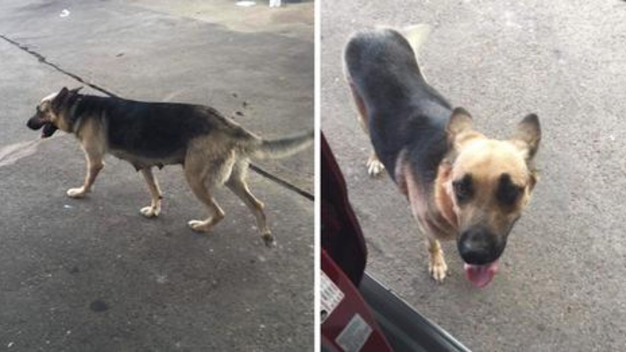 cane abbandonato alla pompa di benzina