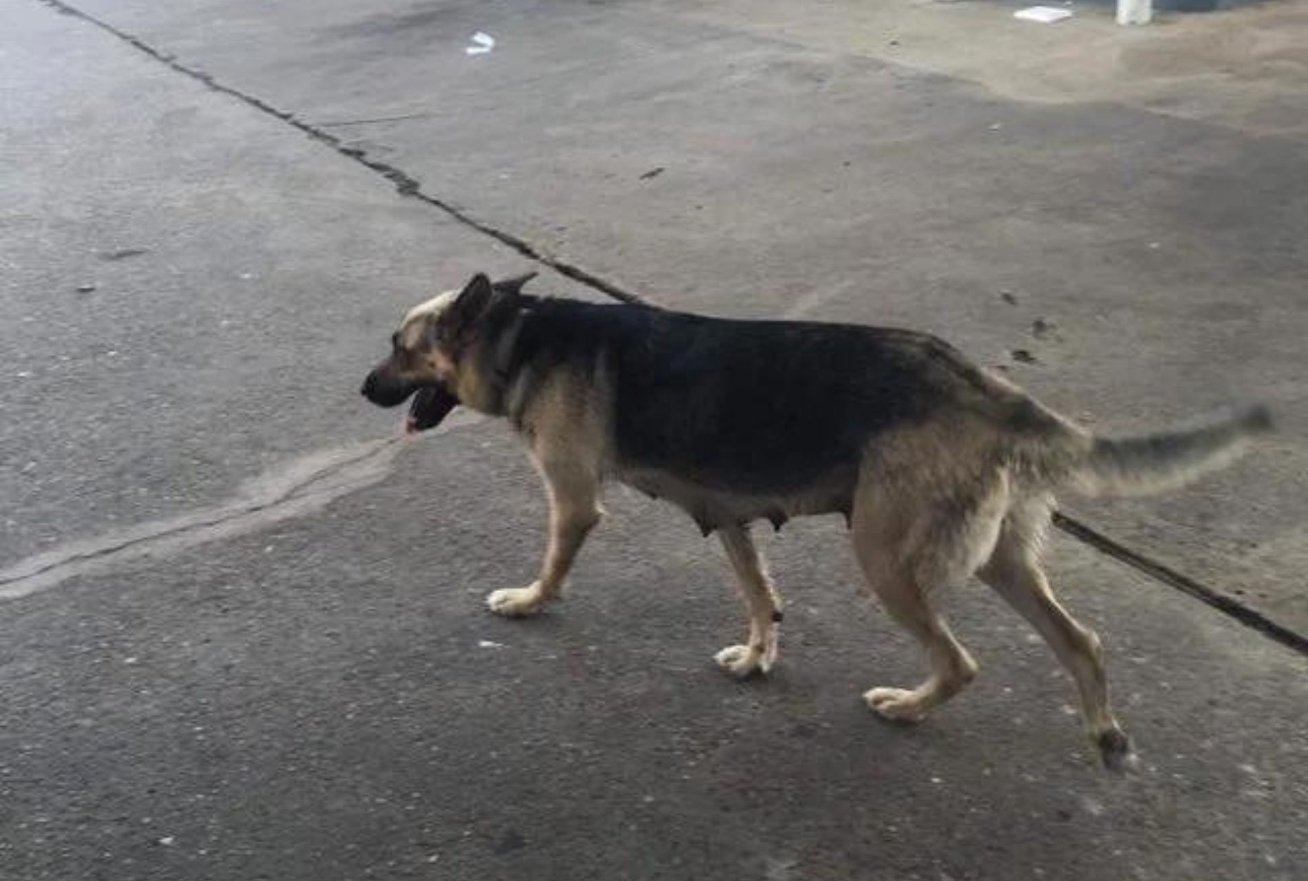 cane abbandonato alla pompa di benzina