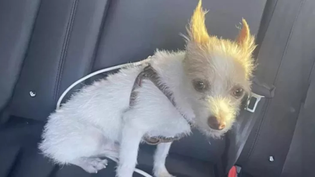 Cagnolino spaventato in auto