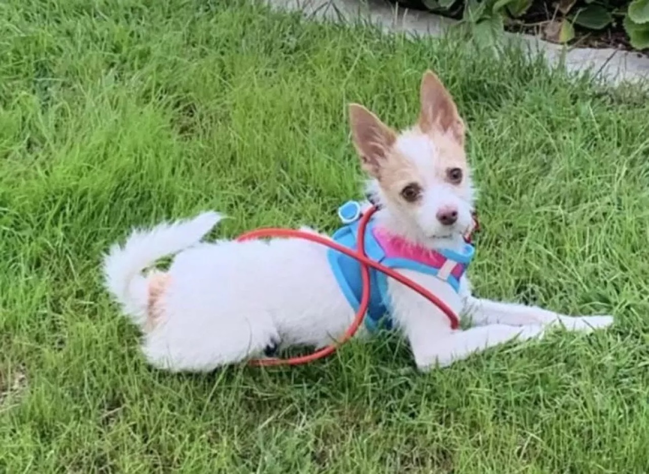 Cane felice sul prato