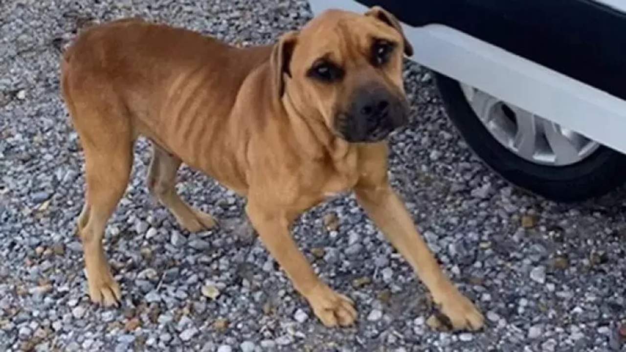 Cane abbandonato sull'asfalto