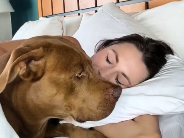 Questa donna ha deciso di far capire a tutti com’è dormire con un cane e le persone sono tutte in visibilio