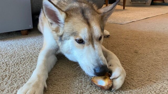 L’Husky trova finalmente la sua famiglia perfetta dopo anni di tristezza e molti ritorni al rifugio dove viveva