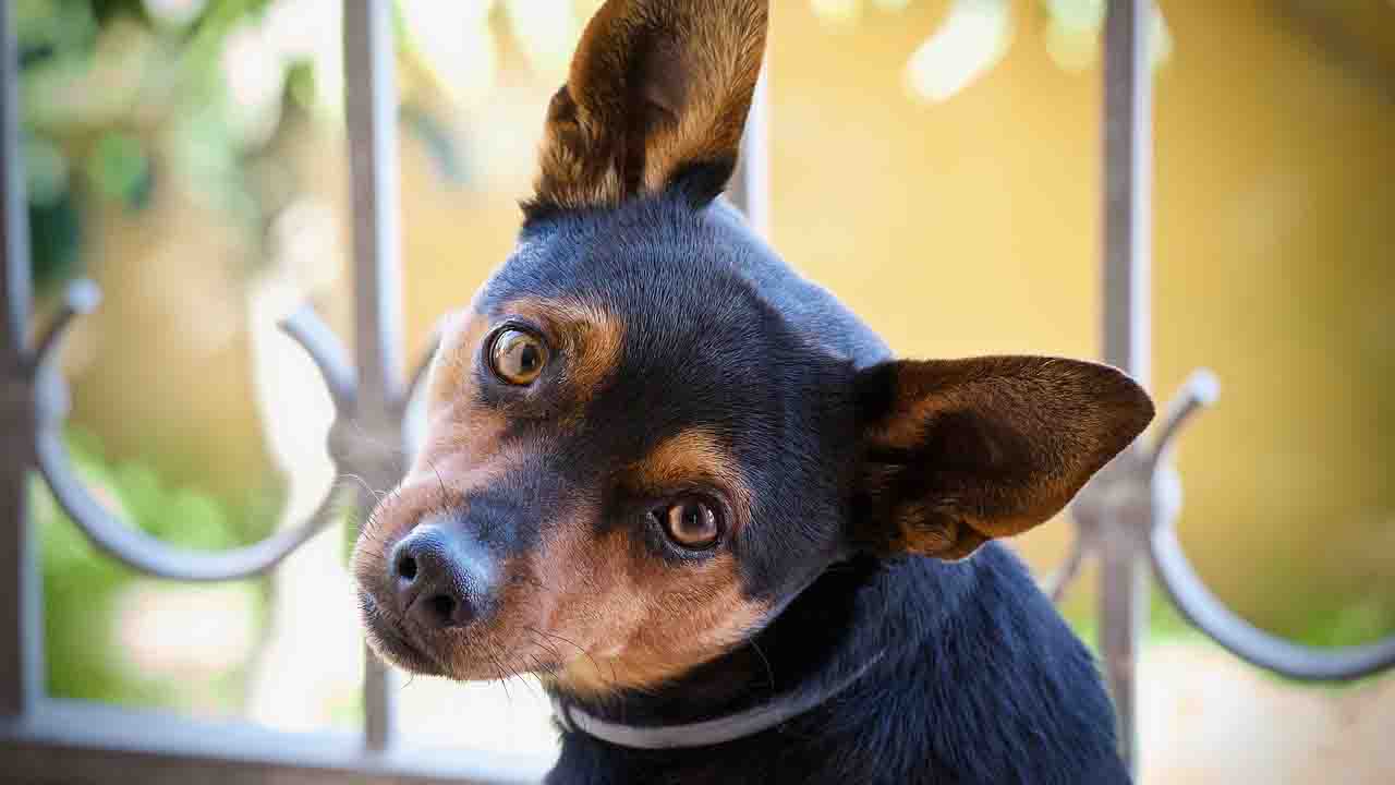 Sguardo triste del cane