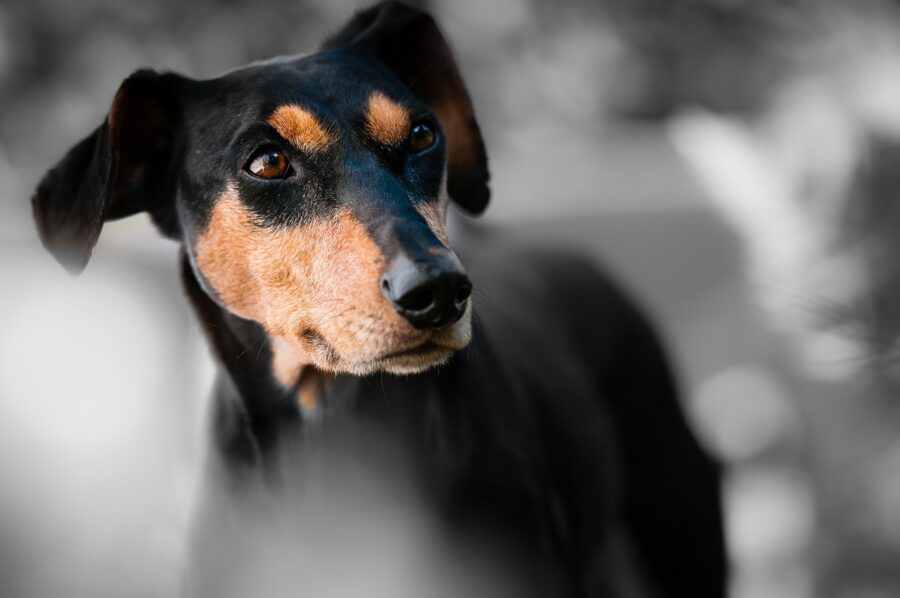 Cane di piccola taglia nero