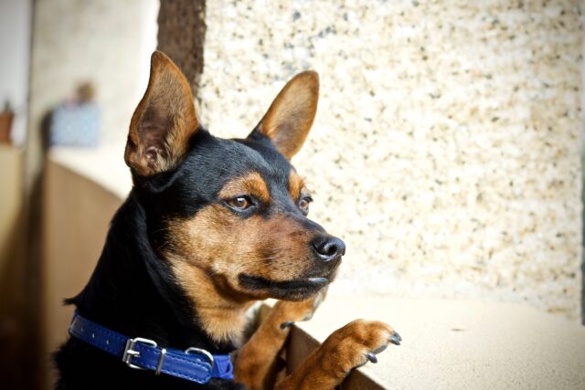 Cane al canile dopo aver perso casa e lavoro: la proprietaria è disperata perché vorrebbe averlo accanto