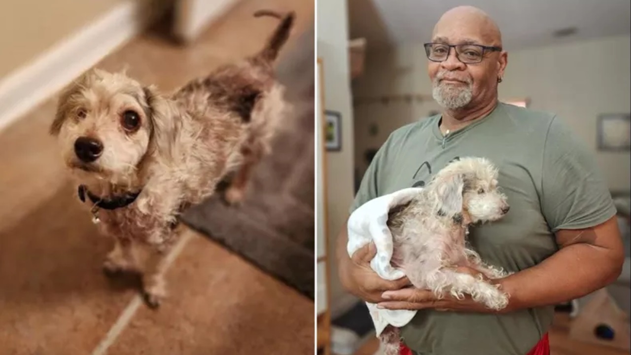 Cane anziano con un occhio solo