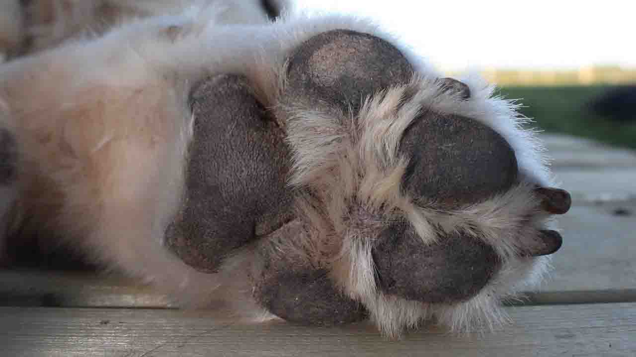 Zampa del cane a terra