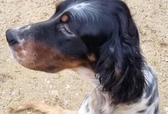 Cane caduto in un pozzo di 10 metri salvato per miracolo dai vigili del fuoco