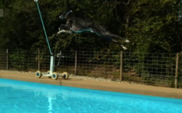 Questo Whippet è diventato un campione sportivo e la sua storia è una vera e propria ispirazione (VIDEO)