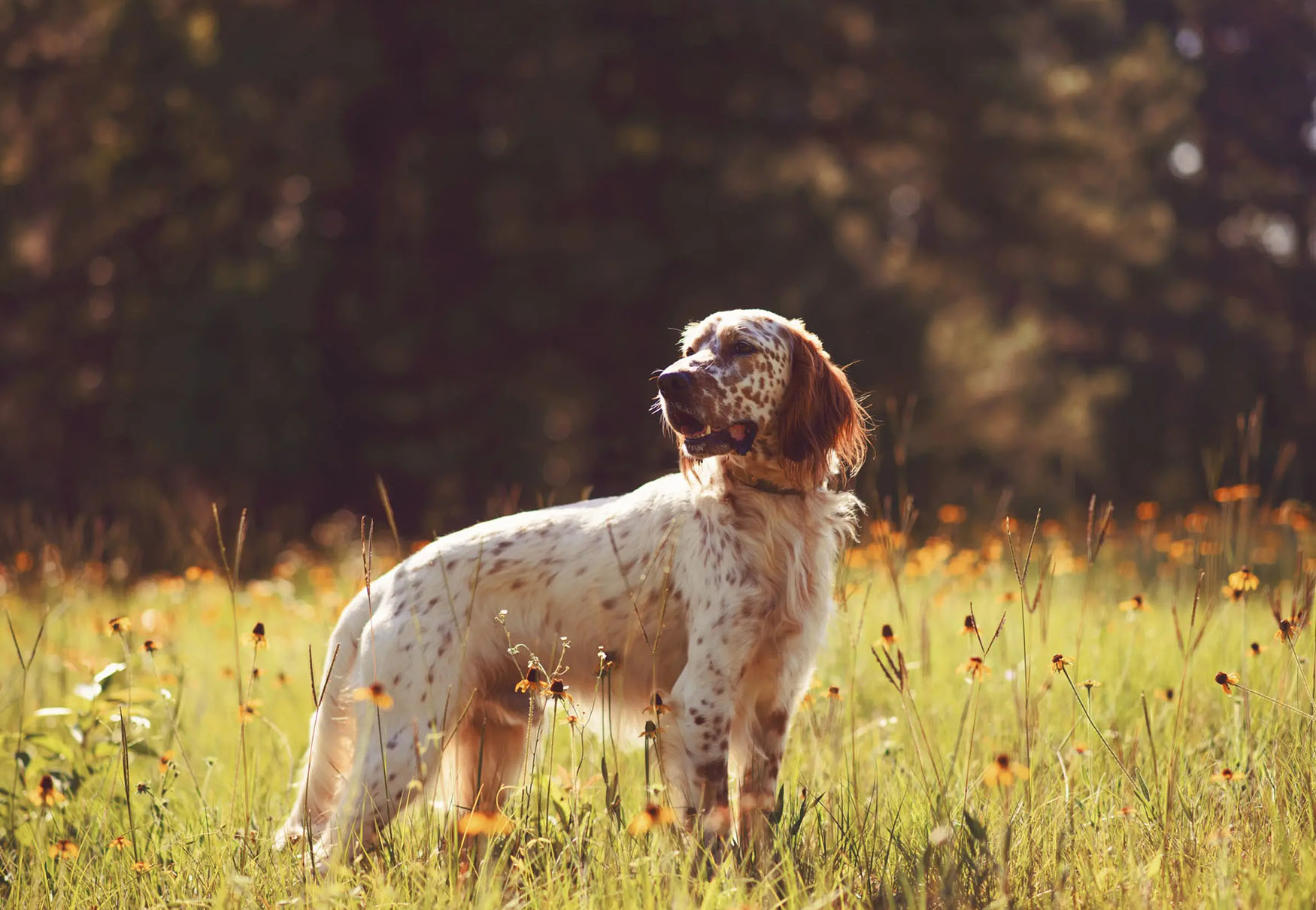 cane all'aria aperta