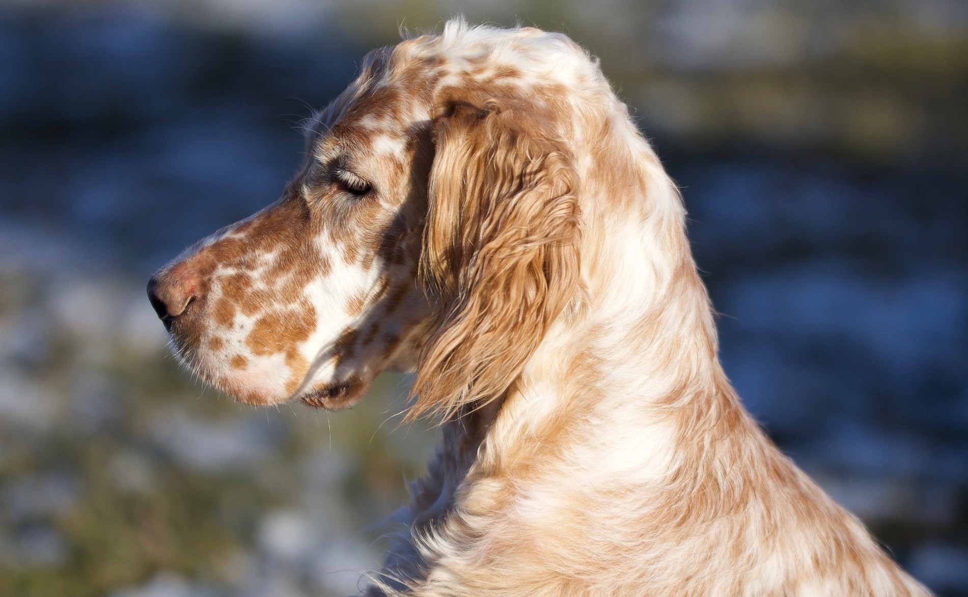 cane con orecchie pendenti