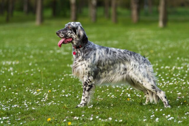 Qual è il cane che costa meno in assoluto?