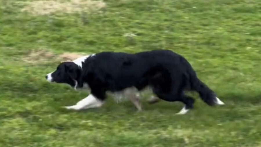 cane con pelo bianco e nero