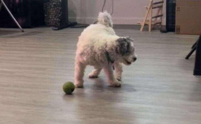 Tutti si sciolgono quando vedono questo cane cieco, appena adottato, che gioca al riporto (VIDEO)