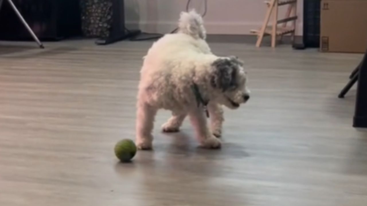 cane cerca la palla