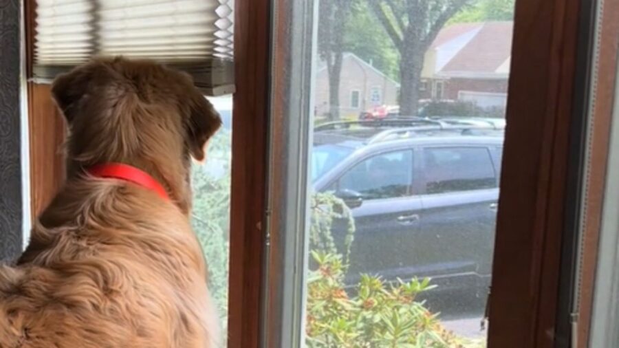 cane che guarda fuori dalla finestra