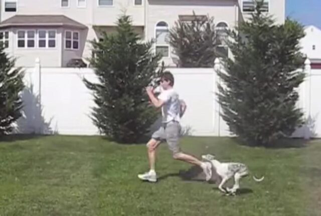 I proprietari del cane vanno in vacanza e il dog sitter realizza un video che riprende tutto quello che fa
