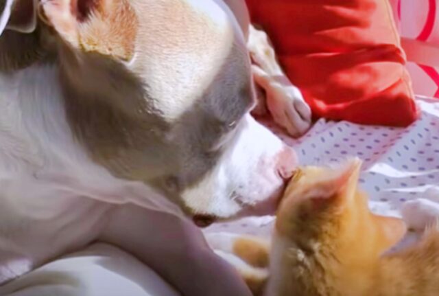 Questo cane ha ricevuto un “dono dal cielo”: i gattini gli hanno dato nuova voglia di vivere