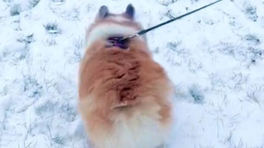 cagnolino al guinzaglio