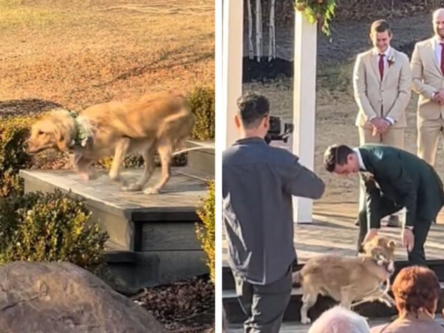L’ingresso trionfale del cane il giorno delle nozze dei suoi genitori ruba la scena alla coppia
