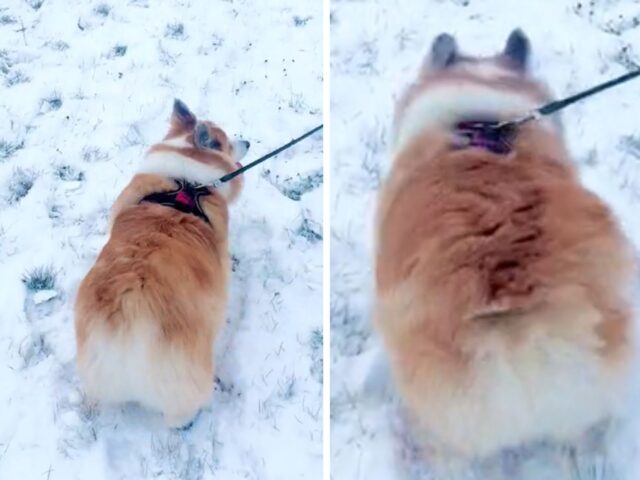 Il Corgi che salta sulla neve è così morbido da essere quasi scambiato con un coniglietto