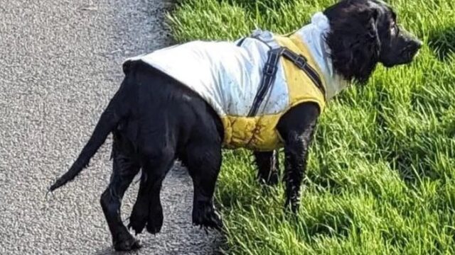 Cane con sei zampe operato per rimuovere gli arti in più