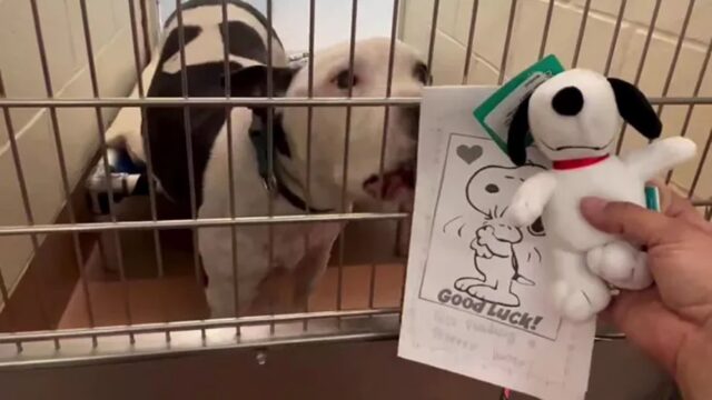 Cane del rifugio riceve lettera da una bambina, Snoopy merita una casa amorevole