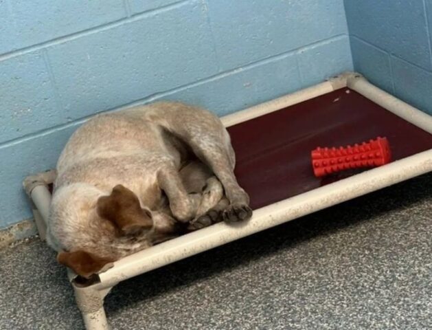 Cane depresso perché il suo miglior amico viene adottato: pochi giorni dopo trova casa anche lui