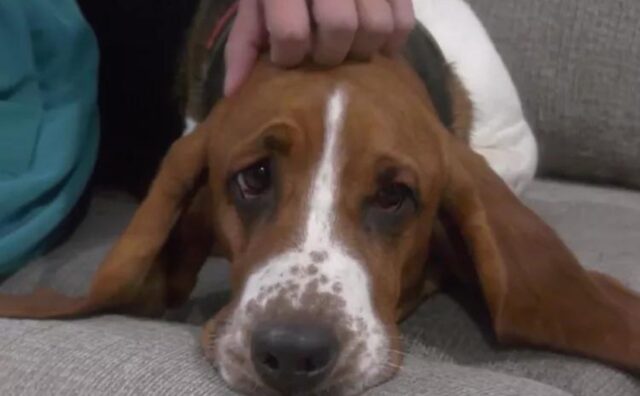 Il suo proprietario, malato di cancro, lo aveva perso: questo cane è stato ritrovato dopo una settimana di dolore