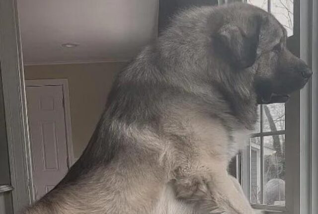 Questa famiglia ha deciso di condividere delle foto per spiegare come si vive con un cane enorme