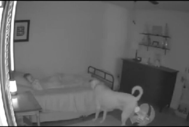 La telecamera di sicurezza ha ripreso la ronda di questo cane per controllare che i bimbi stiano bene