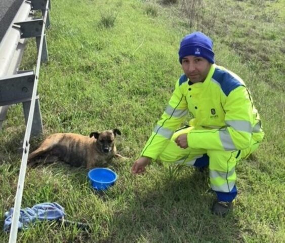 Cane ferito a bordo strada salvato da un operaio dell’Anas