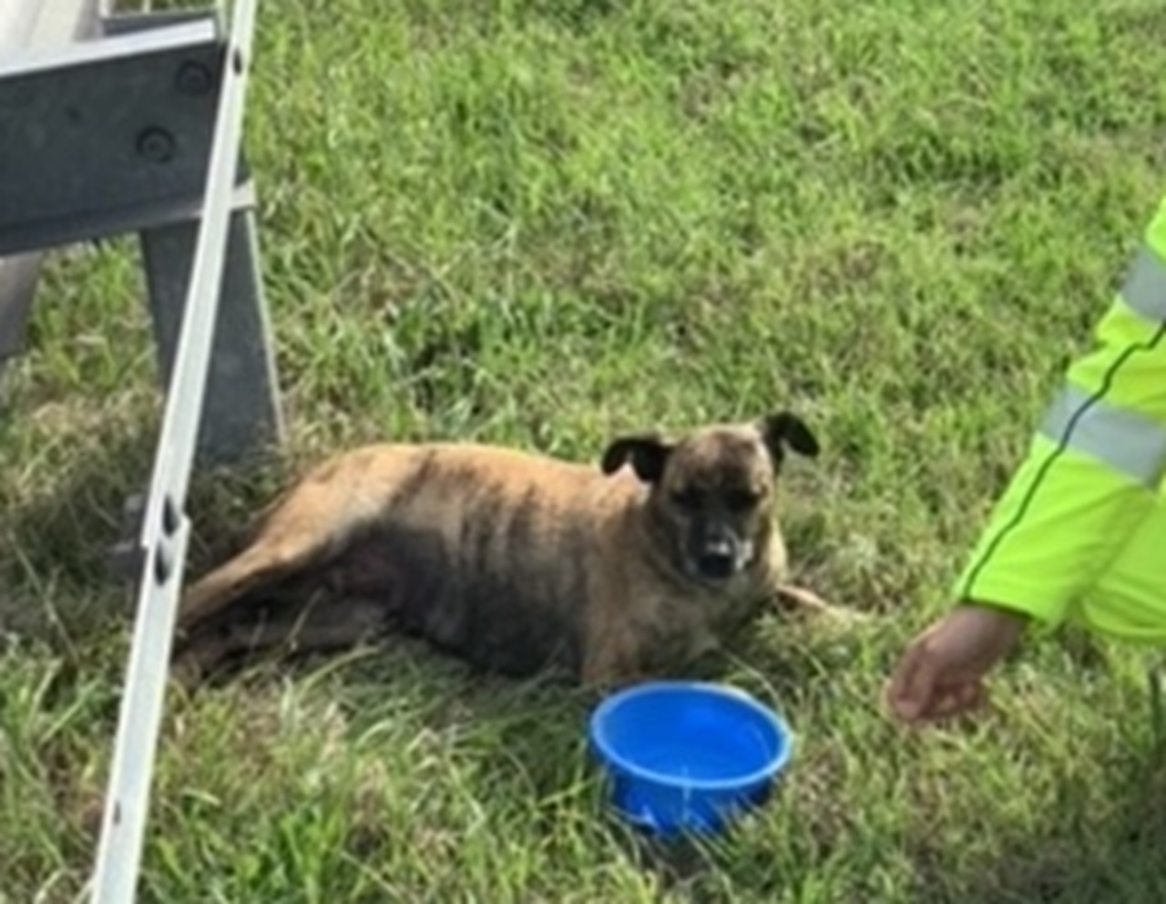 Cane sul prato