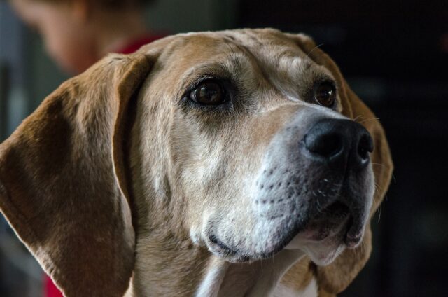 Cane folgorato durante una battuta di caccia: ha salvato la vita al proprietario