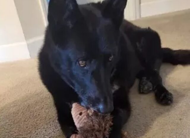 Cane grave per un colpo di calore si salva, le preghiere del suo proprietario lo hanno salvato