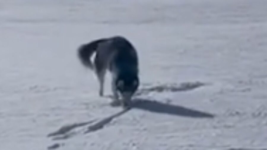 cane che osserva la neve