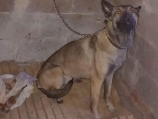 Maltrattato e tenuto alla catena al buio: la polizia italiana ha salvato questo cane da una fine terribile