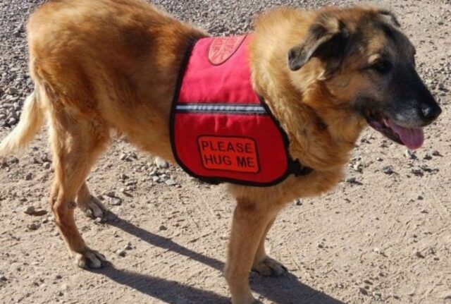 Un addio commovente: il cane cerca di ricevere 1000 abbracci prima di dire addio a tutti e volare sul ponte