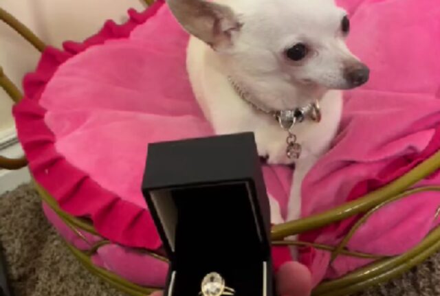 “Posso sposarla?”: così l’uomo chiede il permesso al cane della sua fidanzata prima di darle l’anello
