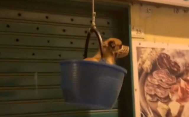 Sì, questo è il video del cane portato giù con il paniere che ha fatto discutere tutti (VIDEO)