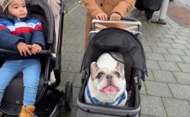 Il Bulldog Francese nel passeggino socializza con un bimbo e sembrano proprio due amici del cuore (VIDEO)