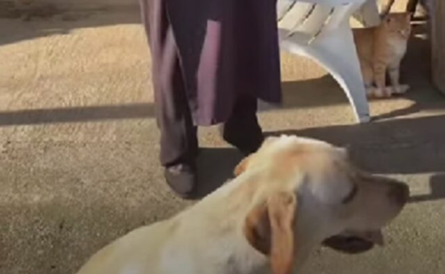 Cane porta un mandarino alla donna anziana: il video commuove tutti