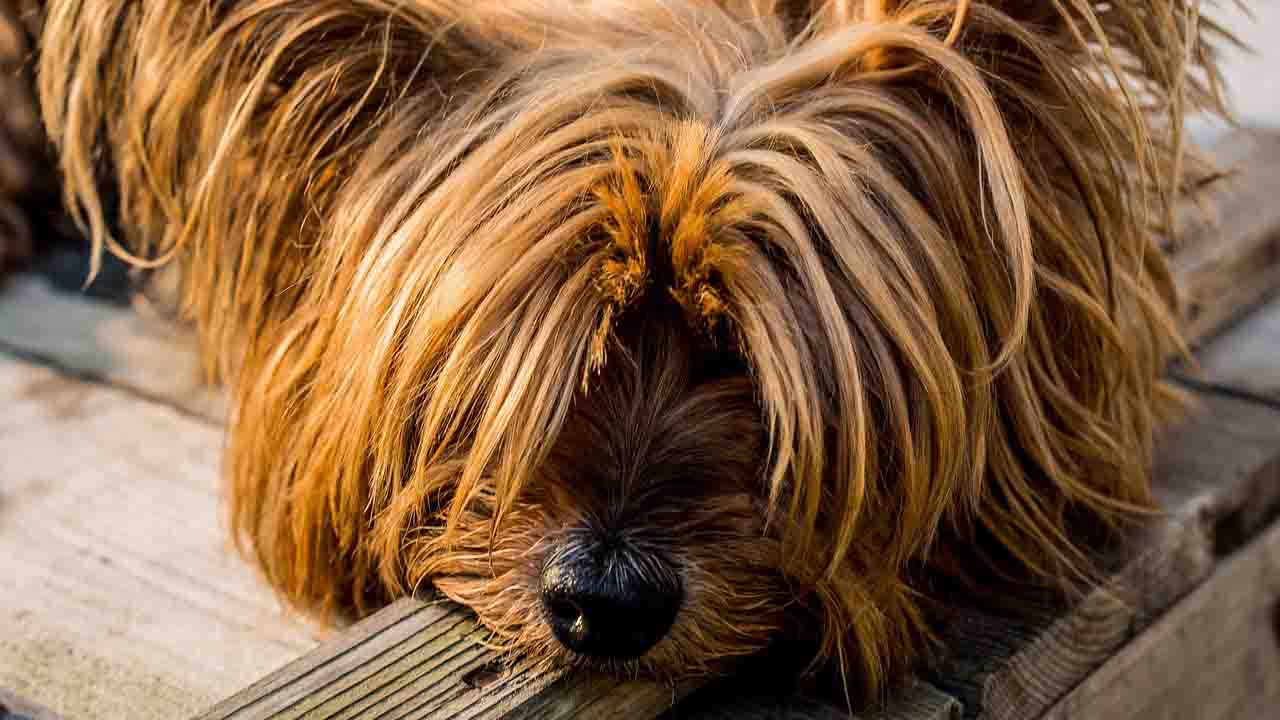 Cane sdraiato a terra