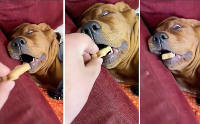Sorpresa! Il proprietario di questo cane gli mette in bocca uno snack mentre dorme e lui rimane di stucco (VIDEO)