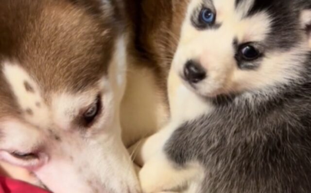 Il cane sa già cosa vuole fare del suo cucciolo, e questo papà umano non potrà assolutamente farci nulla (VIDEO)